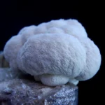 MELENA DE LEON / Hericium Erinaceus - Imagen 4