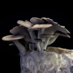 BLACK PEARL KING - Imagen 6
