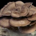 BLACK PEARL KING - Imagen 5