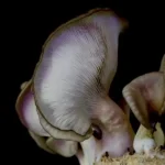 GIRGOLA AZUL / PLEUROTUS COLUMBINUS - Imagen 4