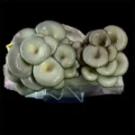 GIRGOLA AZUL / PLEUROTUS COLUMBINUS - Imagen 3