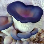 GIRGOLA AZUL / PLEUROTUS COLUMBINUS