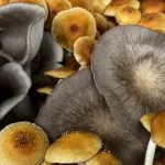 EXOTICOS GOURMET MIX x 100gr