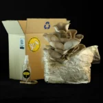 GIRGOLA AZUL / PLEUROTUS COLUMBINUS - Imagen 2