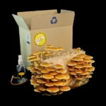 PHOLIOTA ADIPOSA - Imagen 2
