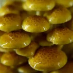 PHOLIOTA ADIPOSA - Imagen 3