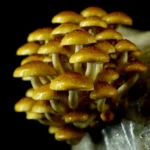 PHOLIOTA ADIPOSA