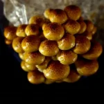 PHOLIOTA ADIPOSA - Imagen 5