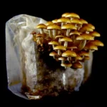 PHOLIOTA ADIPOSA - Imagen 4