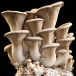KING ERYNGII - PLEUROTUS ERYNGII