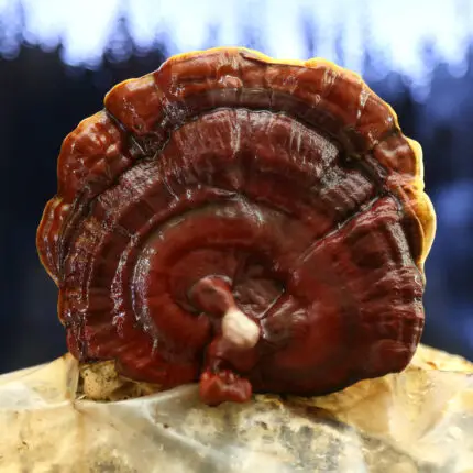 REISHI / GANODERMA LUCIDUM