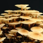 ENOKI Fresco x 1/2Kg - Imagen 2
