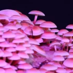 ENOKI - FLAMMULINA VELUTIPES - Imagen 2