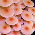 ENOKI - FLAMMULINA VELUTIPES - Imagen 4