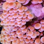 ENOKI - FLAMMULINA VELUTIPES - Imagen 3
