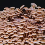 ENOKI - FLAMMULINA VELUTIPES - Imagen 6