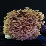 ENOKI - FLAMMULINA VELUTIPES - Imagen 5