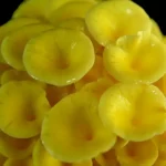 GIRGOLA DORADA / PLEUROTUS CITRINOPILEATUS - Imagen 4