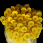 GIRGOLA DORADA / PLEUROTUS CITRINOPILEATUS - Imagen 3