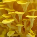 GIRGOLA DORADA / PLEUROTUS CITRINOPILEATUS