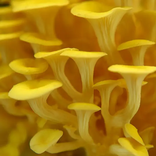 doradaweb3 GIRGOLA DORADA / PLEUROTUS CITRINOPILEATUS - Imagen 1