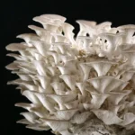 GIRGOLA BLANCA / PLEUROTUS PULMONARIUS