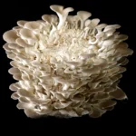 GIRGOLA BLANCA / PLEUROTUS PULMONARIUS - Imagen 3