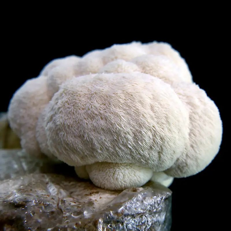 melena small_0005_Layer 2