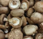 SHIITAKE / Lentinula Edodes - Imagen 2