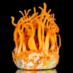 CORDYCEPS DESHIDRATADO & ROMERO Y SAL x 25grs - Imagen 3