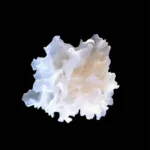 TREMELLA