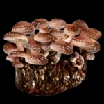 INSTRUCCIONES SHIITAKE