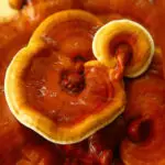 REISHI