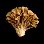 MAITAKE DESHIDRATADO x 100g