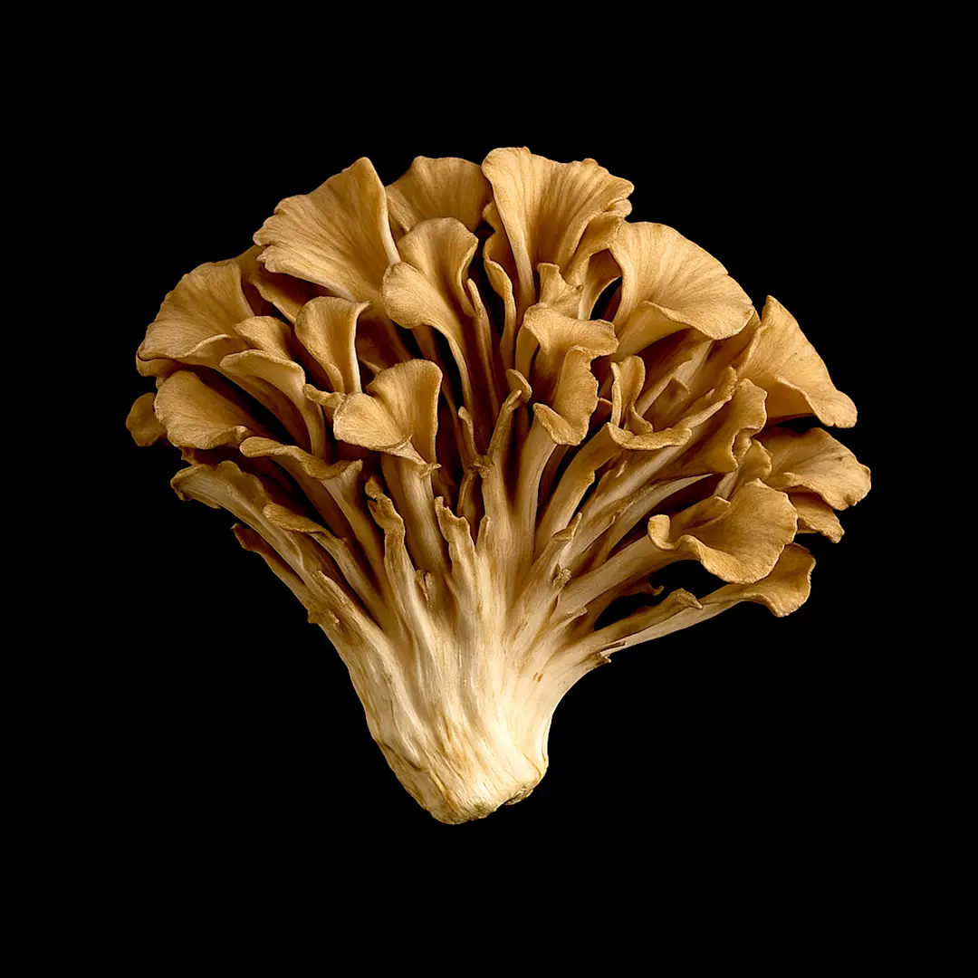 Maitake