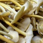 ENOKI Fresco x 1/2Kg